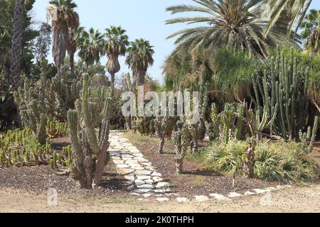 TEL AVIV, ISRAELE - 19 SETTEMBRE 2017: È il Giardino delle Cactus nel Parco di Yarkon. Foto Stock