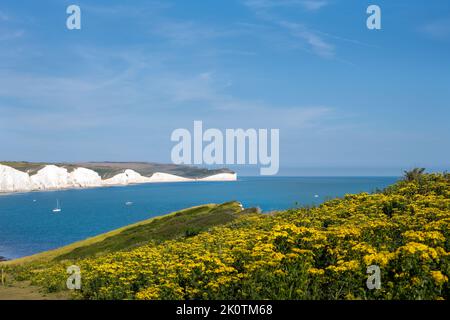 Vista del Seven Sisters Country Park su una distesa di fiori gialli in un soleggiato pomeriggio estivo, East Sussex, Inghilterra Foto Stock