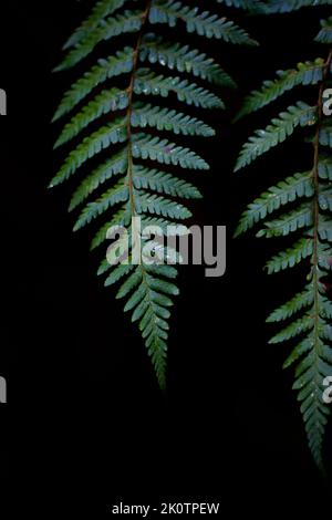 Una felce foglie isolate su uno sfondo nero Foto Stock