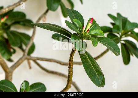 Primo piano di gambi di fiori e foglie di piante di adenium che hanno germogli di fiori pronti a fiorire e sono rossi, curati in pentole come decorazione cortile Foto Stock
