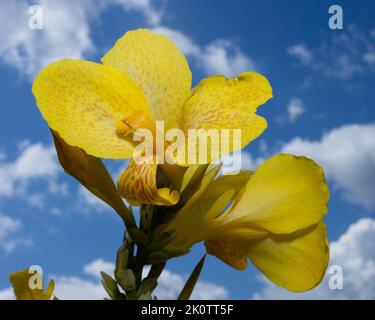 Un closeup di un giglio di canna fiori su uno sfondo cielo blu Foto Stock