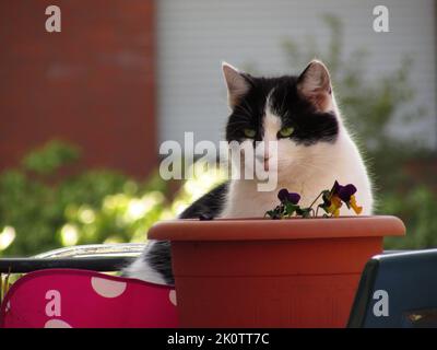 Un adorabile gatto bicolore con gli occhi verdi che si fissano intorno dietro la fioriera nel giardino Foto Stock