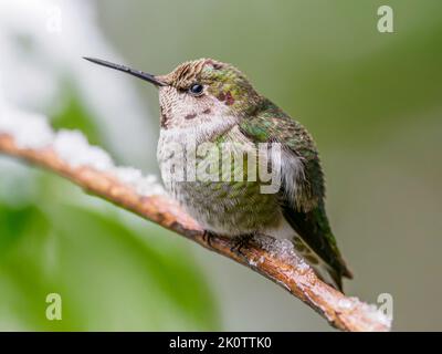 Un Hummingbird di Anna (Calypte anna) che sita su un ramo innevato Foto Stock