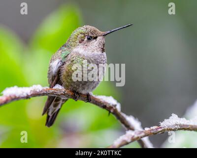 Un Hummingbird di Anna (Calypte anna) che sita su un ramo innevato Foto Stock