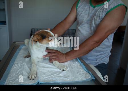 Pavlikeni, Bulgaria - Giugno 21 2022: Volontari che esaminano un cane randagio nel rifugio locale per cani Foto Stock