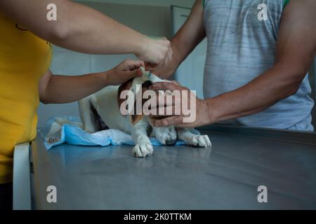 Pavlikeni, Bulgaria - Giugno 21 2022: Volontari che esaminano un cane randagio nel rifugio locale per cani Foto Stock