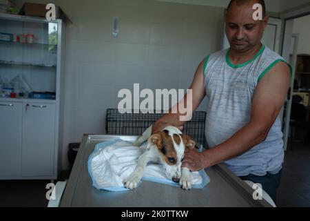 Pavlikeni, Bulgaria - Giugno 21 2022: Volontari che esaminano un cane randagio nel rifugio locale per cani Foto Stock