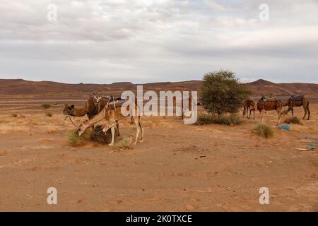 I cammelli pascolano in un pascolo nel deserto del Sahara. Una mandria di cammelli dromedari con le gambe legate. Marocco Foto Stock