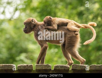 Gelada Baboon Scimmia madre e padre con due baby Gelada Foto Stock