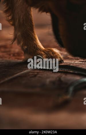 Un primo piano verticale di un Golden Retriever che sale sul serpente Foto Stock