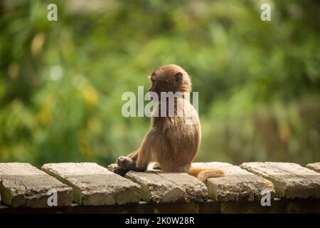 Gelada Baboon Scimmia madre e padre con due baby Gelada Foto Stock