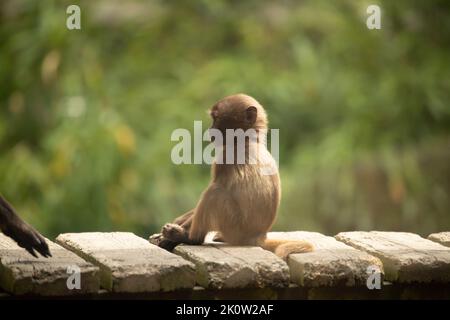 Gelada Baboon Scimmia madre e padre con due baby Gelada Foto Stock