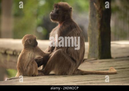 Gelada Baboon Scimmia madre e padre con due baby Gelada Foto Stock