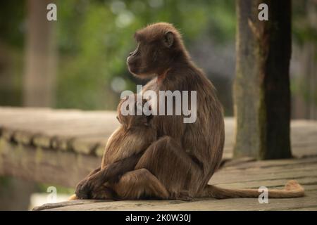 Gelada Baboon Scimmia madre e padre con due baby Gelada Foto Stock