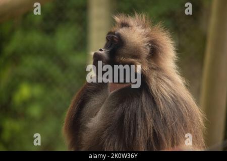 Gelada Baboon Scimmia madre e padre con due baby Gelada Foto Stock