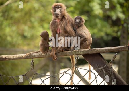 Gelada Baboon Scimmia madre e padre con due baby Gelada Foto Stock