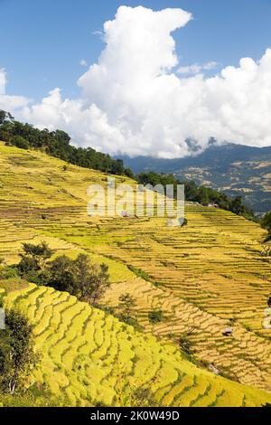 Riso dorato terrazzato o risaia campo in Nepal Himalaya montagne splendido paesaggio dell'himalaya Foto Stock