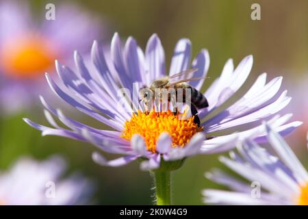 Particolare dell'ape o dell'ape in latino Apis mellifera, dell'ape di miele europea o occidentale seduta sul fiore viola o blu Foto Stock