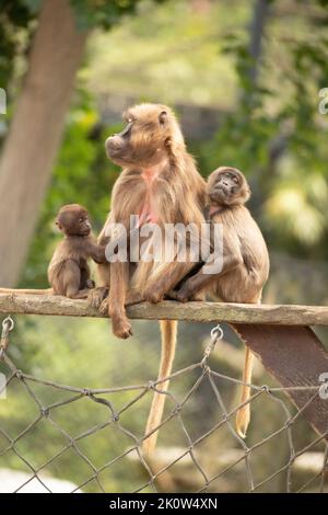 Gelada Baboon Scimmia madre e padre con due baby Gelada Foto Stock