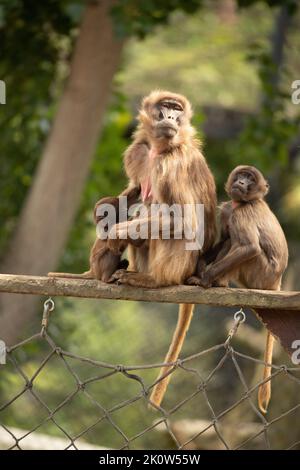 Gelada Baboon Scimmia madre e padre con due baby Gelada Foto Stock