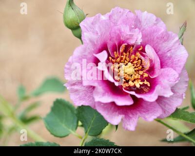 La limonata di prugna di Eyeconic è rosa nel giardino nord-occidentale pacifico Foto Stock