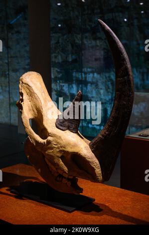 Cranio di rinoceronte lanoso (Coelodonta antiquitatis/Rhinoceros tichorhinus). Stampaggio. Museo Nazionale di Storia e Arte in Lussemburgo. Foto Stock