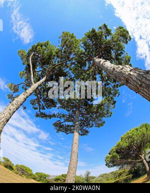 Alberi DI PINO MARINO con corteccia rugosa vista dal basso in estate senza persone Foto Stock