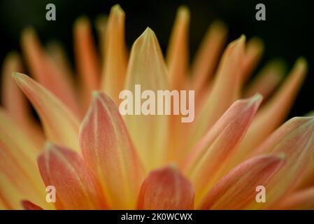 Dahlia è un genere di piante perenni di origine messicana, tuberosa ed erbacea. Un membro della famiglia Compositae di dicotiled Foto Stock