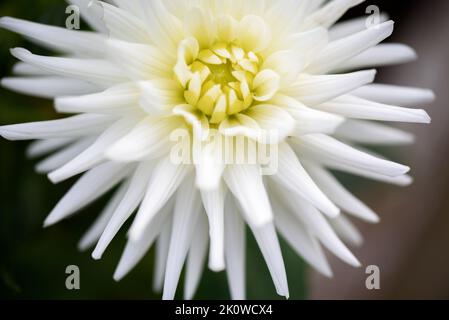 Dahlia è un genere di piante perenni di origine messicana, tuberosa ed erbacea. Un membro della famiglia Compositae di dicotiled Foto Stock