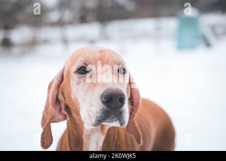 Ungherese Magyar Vizsla vecchia donna in un paese invernale. Razza da caccia ideale per la caccia all'anatra e il puntamento. Seter a capelli corti. Puntatore marrone. Foto Stock