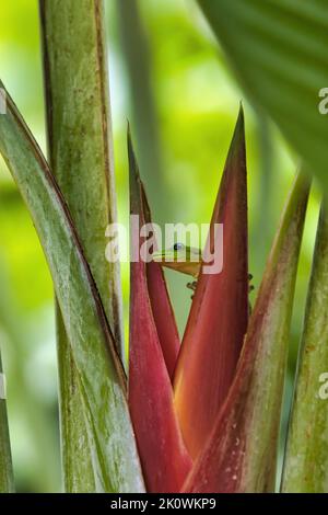 Geco di polvere d'oro verde brillante che lecca il nettare da un fiore rosso brillante di heliconia. Foto Stock