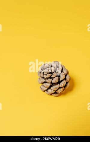 piccolo pinecone a secco su una superficie gialla Foto Stock