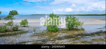 Ecosistema australiano di Mangrove. Avicennia marina o mangrovie grigie che mostrano le loro radici simili a pioli, e che crescono lungo la costa di Fraser. Foto Stock