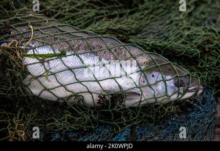 Salmone catturato dai tradizionali pescatori di reti e di coble a Berwick sul fiume Tweed Foto Stock