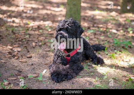 Il corriere nero russo sull'erba nella foresta. Foto di alta qualità Foto Stock