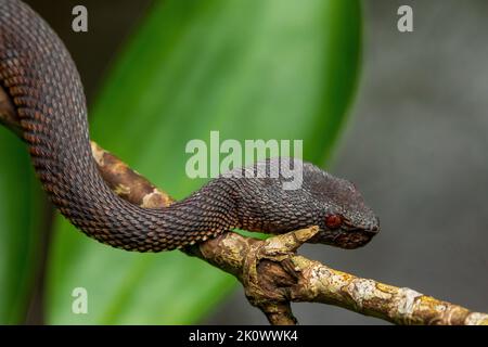 Una vipera di buca di mangrovie che riposa su un ramo in una palude di mangrovie in Singapore. Foto Stock