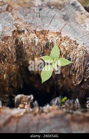 Il ceppo da cui cresce un nuovo germoglio. Il concetto di vita dopo uno shock. Foto verticale. Foto Stock