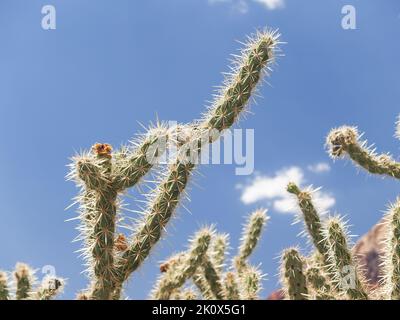 Cactus di corna di cervo che sopravvive nel caldo sole del deserto. Foto Stock