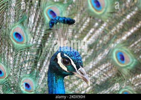 Un primo piano della testa di un bellissimo papero maschio comune che guarda la fotocamera con la coda estesa sullo sfondo Foto Stock