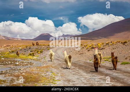 Lama nella natura selvaggia del deserto di Atacama, Andes altiplano, Cile Foto Stock