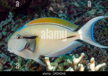 Pesce surgeonfish Blackstreak, Acanthurus nigricaudus, Raja Ampat Indonesia Foto Stock