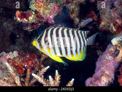 Pesci angelo multibared, Paracentropyge multifasciata, Raja Ampat Indonesia Foto Stock