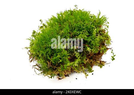 muschio verde isolato su sfondo bianco Foto Stock