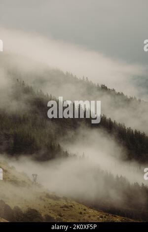 Vista panoramica della foresta con nebbia mattutina Foto Stock
