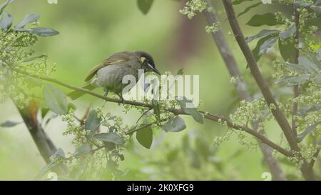 vista laterale ad alta velocità di un honeyeater di lewin che si nutrono di fiori Foto Stock