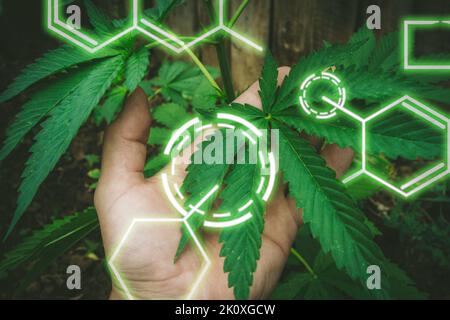 Allevamento di nuove varietà di cannabis. Formule chimiche in pianta crescente. La composizione chimica della canapa. Formula di pianta sana. Agricoltura intelligente, usi Foto Stock