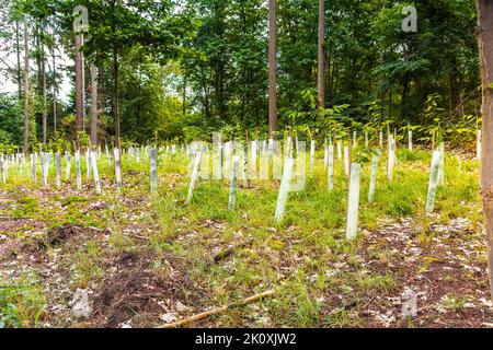 Vivaio di alberi di foresta - piantine crescenti di alberi di conifere e decidui Foto Stock