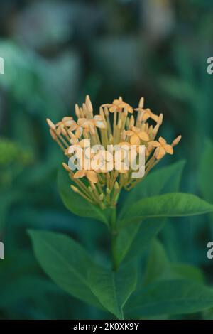 Primo piano giallo ixora, fiore ixora che cresce in giardino Foto Stock