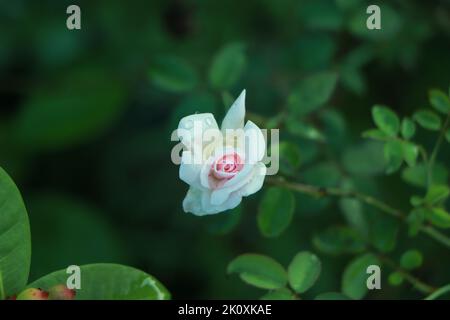 Bel fiore di rosa bianco, colore rosa bianco-rosa nel giardino di rose nello stile dell'annata. Foto di alta qualità Foto Stock