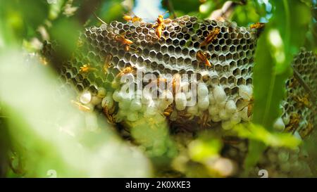 Cellule esagonali con larva di comune vespa gialla o Ropalidia marginata. Centro esposto del nido della vespa con i grubs visibili, nelle fasi iniziali della costruzione Foto Stock